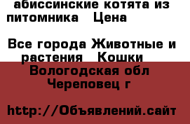 абиссинские котята из питомника › Цена ­ 15 000 - Все города Животные и растения » Кошки   . Вологодская обл.,Череповец г.